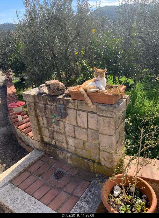 Pensjonat Casa Fra Gli Ulivi Di Giuseppe Sonnino Zewnętrze zdjęcie